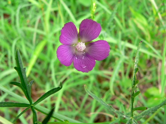 {Callirhoe pedata}